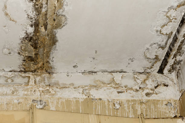 Best Asbestos and Lead Testing During Mold Inspection  in Newberry, SC