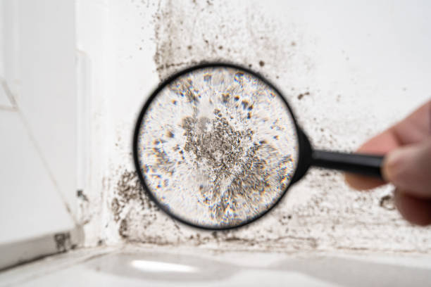 Best Residential Mold Inspection & Testing  in Newberry, SC